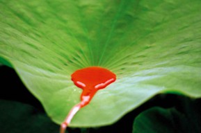 abperlende Flüssigkeit auf Lotusblatt